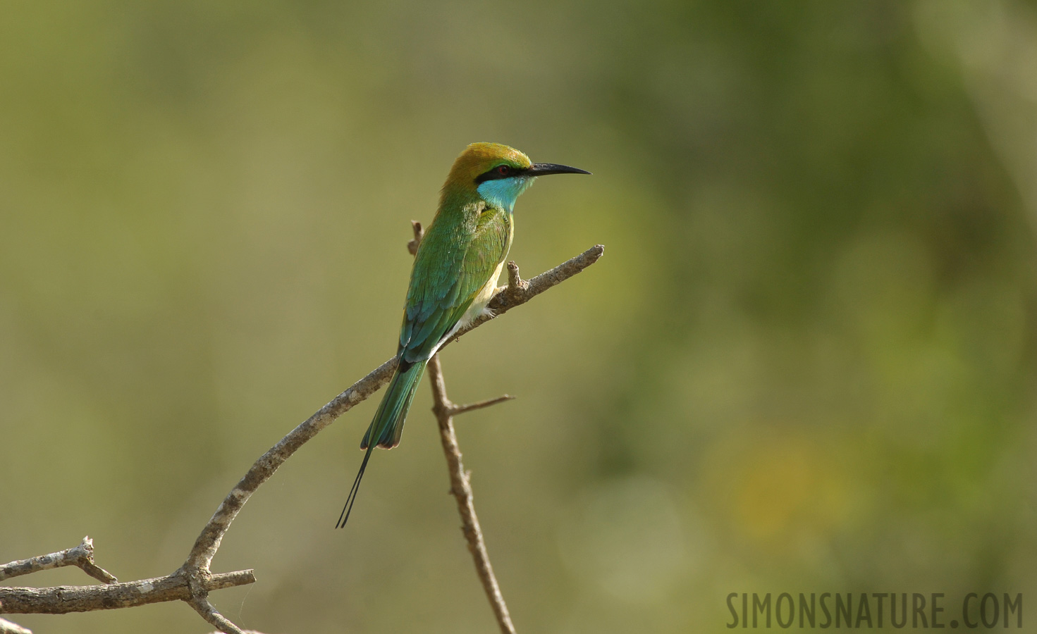 Merops orientalis ceylonicus [550 mm, 1/640 Sek. bei f / 8.0, ISO 500]